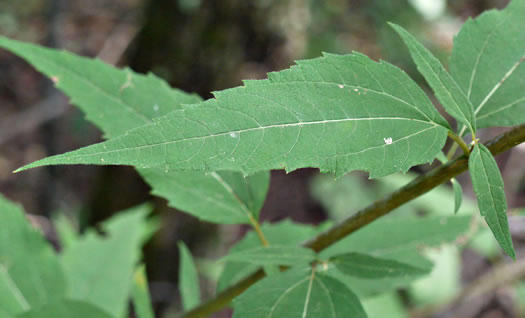 image of Helianthus microcephalus, Small Wood Sunflower, Small-headed Sunflower