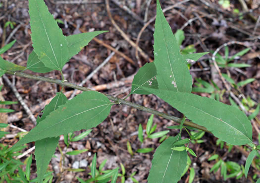 image of Helianthus microcephalus, Small Wood Sunflower, Small-headed Sunflower