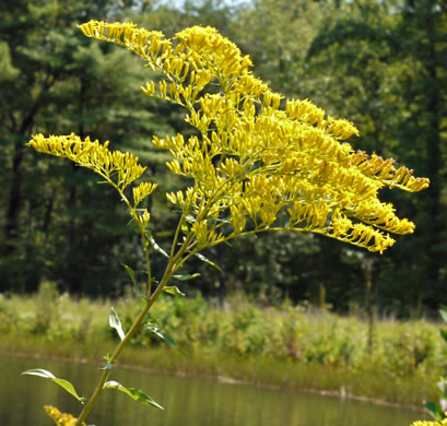 image of Solidago odora, Licorice Goldenrod, Sweet Goldenrod, Anise Goldenrod, Anise-scented Goldenrod