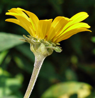 image of Heliopsis helianthoides var. helianthoides, False Sunflower, Eastern Oxeye, Eastern Sunflower-everlasting, Smooth Oxeye