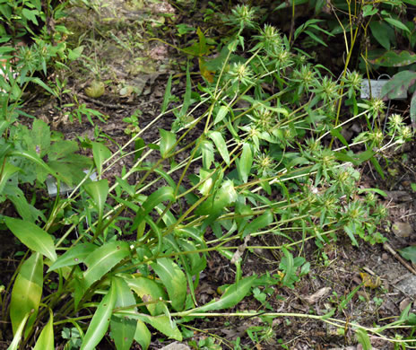 image of Stokesia laevis, Stokes Aster, Stokesia, Blue Stokesia