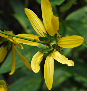 image of Rudbeckia laciniata var. laciniata, Greenheaded Coneflower, Common Cutleaf Coneflower