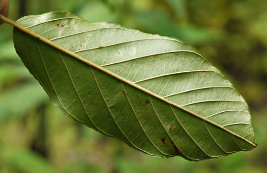 Carolina Buckthorn