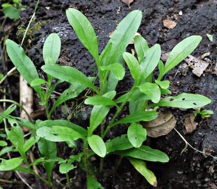 image of Myosotis laxa ssp. laxa, Smaller Forget-me-not, Marsh Forget-me-not, Tufted Forget-me-not