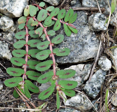 image of Euphorbia maculata, Spotted Spurge, Milk-purslane, Wartweed, Spotted Sandmat