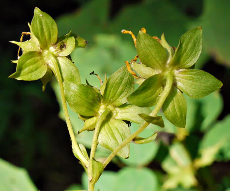 image of Smallanthus uvedalia, Bearsfoot, Hairy Leafcup, Yellow Leafcup