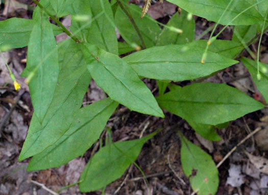 image of Hieracium paniculatum, Leafy Hawkweed, Panicled Hawkweed, Allegheny Hawkweed