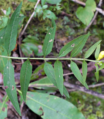 image of Aureolaria levigata, Appalachian Oak-leach, Smooth False Foxglove, Entireleaf Yellow False Foxglove