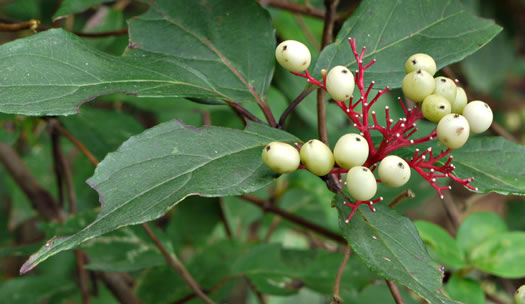 image of Swida foemina, Southern Swamp Dogwood