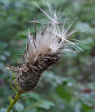 image of Cirsium altissimum, Tall Thistle