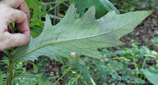 image of Cirsium altissimum, Tall Thistle