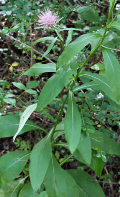 image of Cirsium altissimum, Tall Thistle