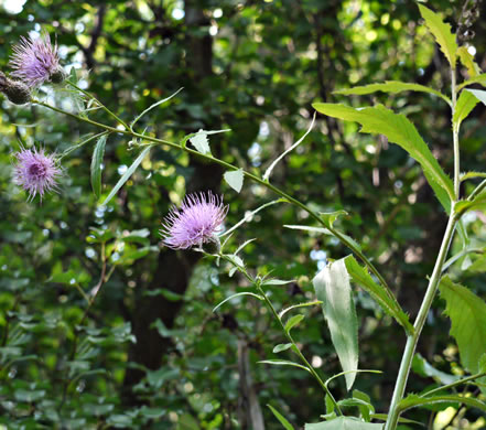 image of Cirsium altissimum, Tall Thistle