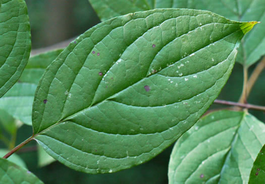 Silky Dogwood