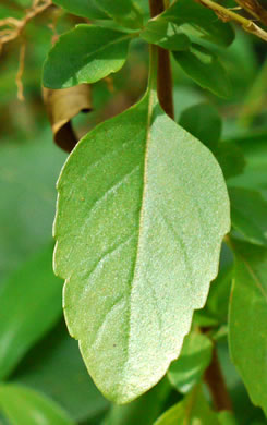 image of Clinopodium georgianum, Georgia Savory, Georgia Basil, Georgia Calamint, False Peppermint