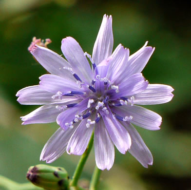 image of Lactuca floridana, Woodland Lettuce