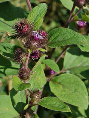 image of Arctium minus, Lesser Burdock, Common Burdock