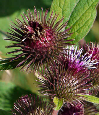 image of Arctium minus, Lesser Burdock, Common Burdock