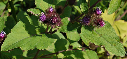 image of Arctium minus, Lesser Burdock, Common Burdock