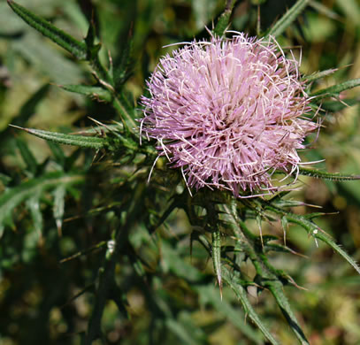 image of Cirsium discolor, Field Thistle