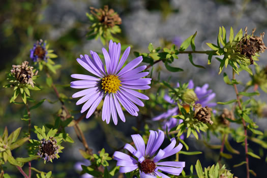 image of Symphyotrichum oblongifolium, Eastern Aromatic Aster, Shale-barren Aster