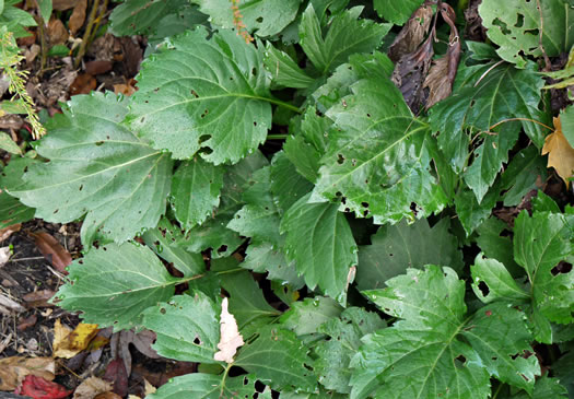 image of Rudbeckia laciniata var. humilis, Blue Ridge Cutleaf Coneflower