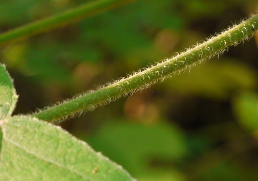 image of Broussonetia papyrifera, Paper Mulberry