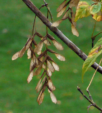 image of Acer negundo var. negundo, Eastern Box Elder, Ash-leaved Maple, River Maple