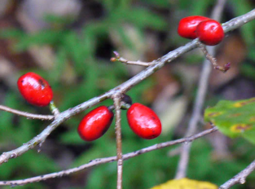 image of Lindera benzoin, Northern Spicebush, Wild Allspice