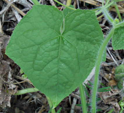 image of Sicyos angulatus, Bur-cucumber, Star-cucumber, Nimble-Kate