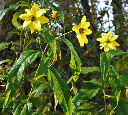 image of Helianthus decapetalus, Thinleaf Sunflower, Forest Sunflower