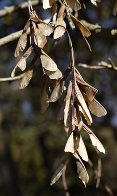 image of Acer negundo var. negundo, Eastern Box Elder, Ash-leaved Maple, River Maple