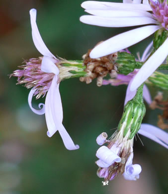 Symphyotrichum cordifolium, Heartleaf Aster, Common Blue Wood Aster