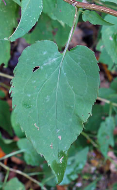 Heartleaf Aster