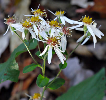 image of Eurybia divaricata, White Wood-aster, Woodland Aster, Common White Heart-leaved Aster