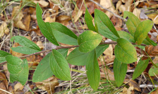 image of Solidago petiolaris var. petiolaris, Downy Ragged Goldenrod, Downy Goldenrod