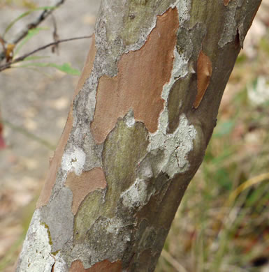 image of Crataegus spathulata, Littlehip Hawthorn, Spatulate Haw