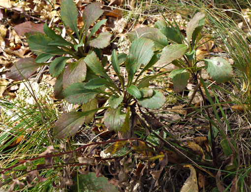 image of Packera obovata, Roundleaf Ragwort, Roundleaf Groundsel, Spatulate-leaved Ragwort, Running Ragwort