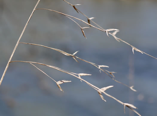 image of Chasmanthium latifolium, River Oats, Northern Sea Oats, Fish-on-a-stringer, Indian Woodoats