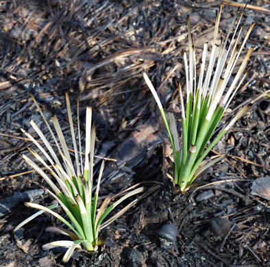 image of Nolina georgiana, Georgia Beargrass, Sandhill Lily