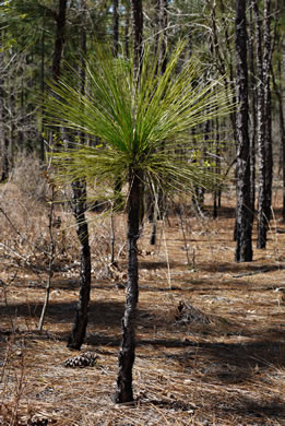 image of Pinus palustris, Longleaf Pine, Southern Pine