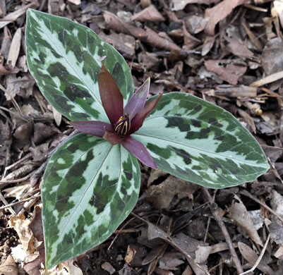 image of Trillium reliquum, Relict Trillium