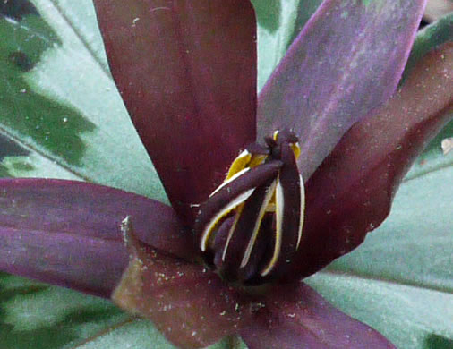 image of Trillium reliquum, Relict Trillium