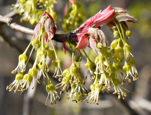 image of Acer leucoderme, Chalk Maple, Small Chalk Maple, White-bark Maple