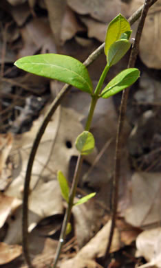 image of Apocynum cannabinum, Indian-hemp, Hemp Dogbane, Marion's Weed