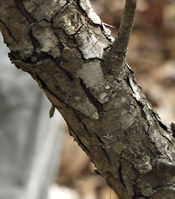 image of Crataegus ignava, Valley Head Hawthorn