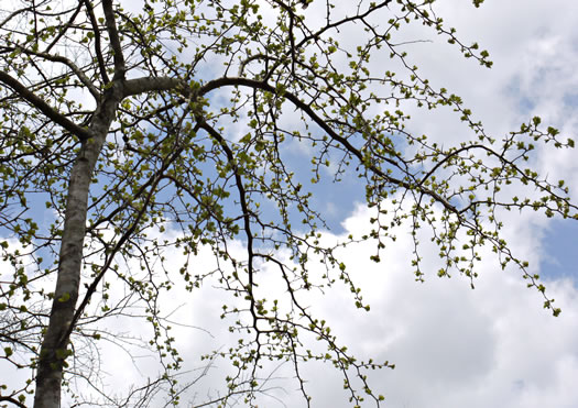 image of Crataegus dispar, Aiken Hawthorn