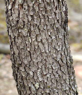 image of Crataegus dispar, Aiken Hawthorn