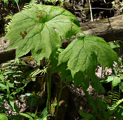 image of Diphylleia cymosa, Umbrella-leaf, Pixie-parasol