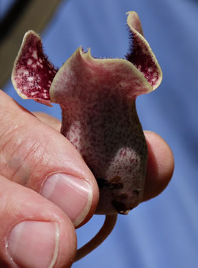 image of Hexastylis shuttleworthii, Large-flower Heartleaf, Wild Ginger